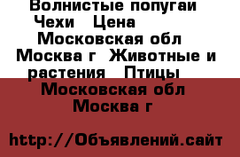 Волнистые попугаи -Чехи › Цена ­ 5 000 - Московская обл., Москва г. Животные и растения » Птицы   . Московская обл.,Москва г.